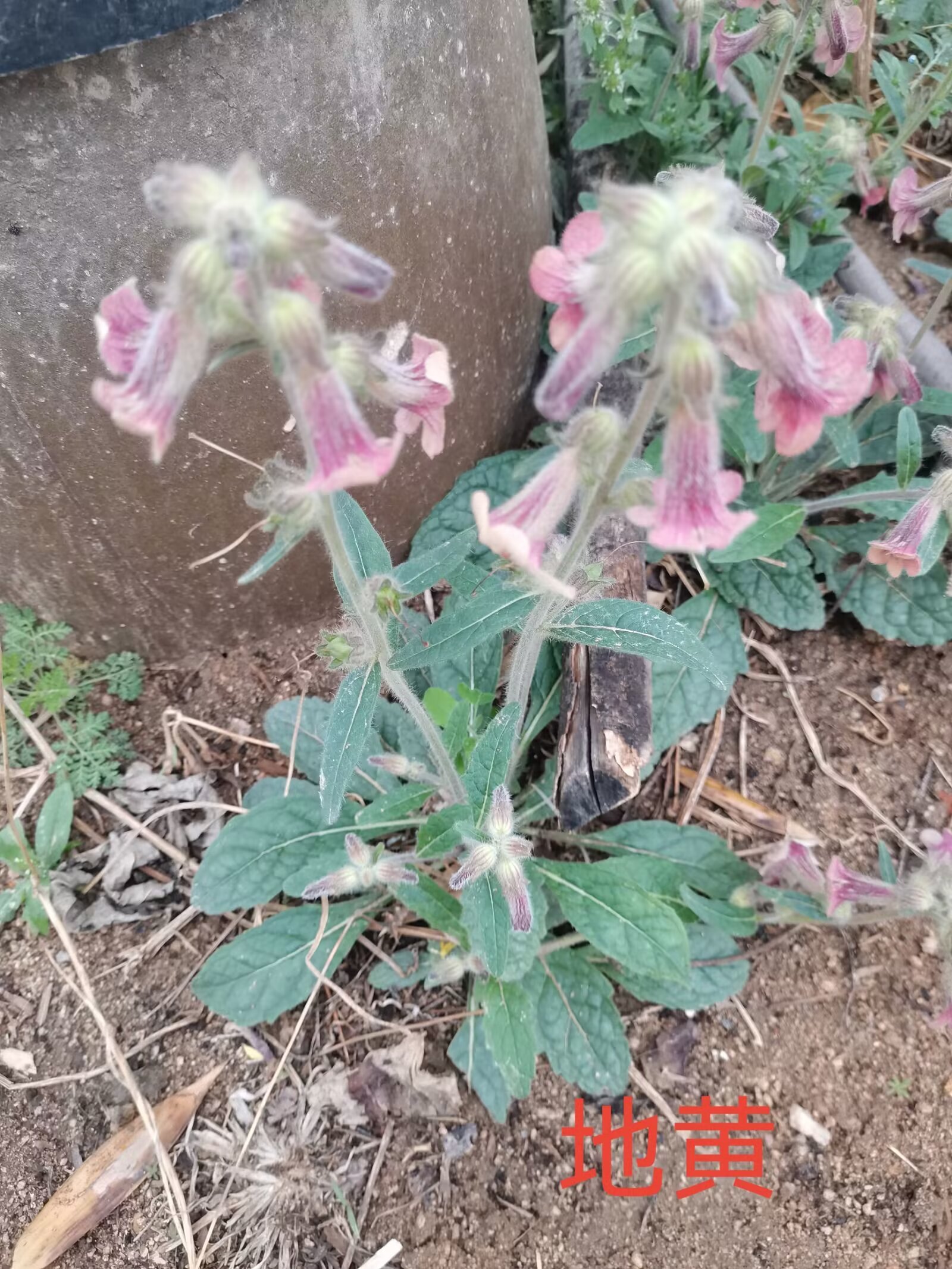 六味地黄丸,六味地黄胶囊,九子地黄丸,干地黄丸主成分都出自它.